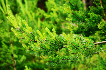 New growth on Scots or Scotch pine tree branch (Pinus sylvestris). Young evergreen coniferous plant sprouts with green needles growing in the forest.  © Dariusz Leszczyński