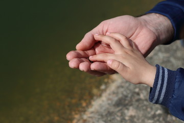 hand of a kid touching a frog in his father´s hand