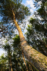 Fototapeta premium Trunk of the Scots or Scotch pine (Pinus sylvestris) tree growing in the forest near Baltic sea. Wide angle up view from below. Pomerania, Poland.