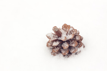 Cone in the snow outdoor
