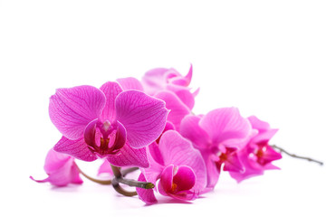 pink stripy phalaenopsis orchid