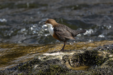 Dipper (Cinclus cinclus)