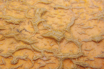 Rough peel of pumpkin macro close up