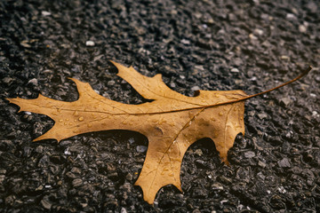 Fallen leaf on the road during rain with droplets. Slovakia - Powered by Adobe