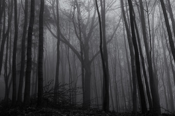 Obraz premium Mist in the woods during autumn. Slovakia