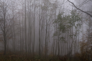 Fototapeta na wymiar Mist in the woods during autumn. Slovakia