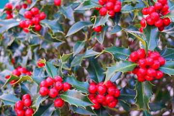 Holly bush background on the streets of Andorra la Vella