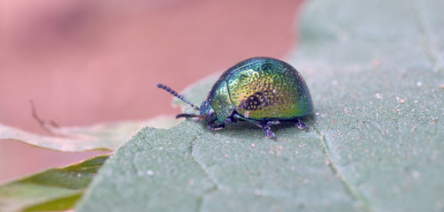 Insect sighted in the Atlantic Rainforest, its natural habitat