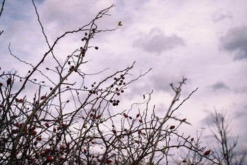 Rosehip. Slovakia