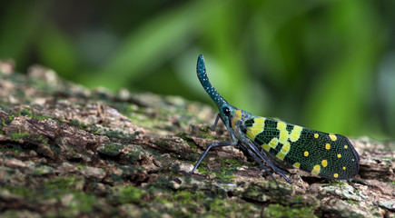 Colorful insect, Cicada or Lanternfly ( Pyrops viridirostris ) insect on tree in nature