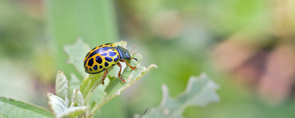 Insect sighted in the Atlantic Rainforest, its natural habitat