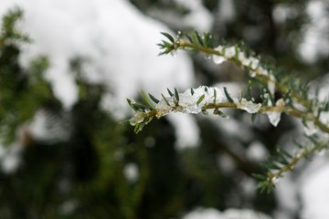 Nature covered by snow during winter. Slovakia