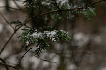 Nature covered by snow during winter. Slovakia