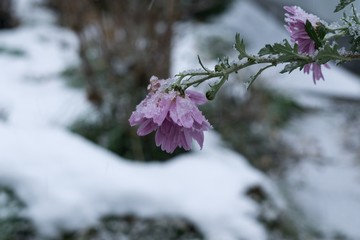 Frozen rose flower with snow during winter. Slovakia