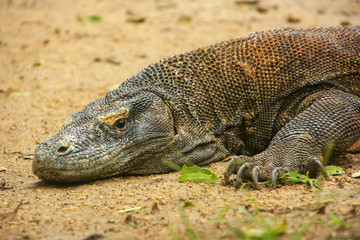 Portrait of Komodo dragon resting on Rinca Island in Komodo Nati