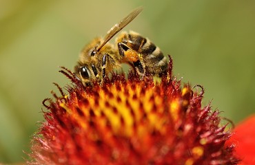 Bee on a flower