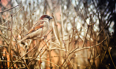Sparrow