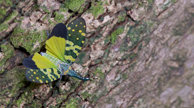 Colorful insect, Cicada or Lanternfly ( Pyrops viridirostris ) insect on tree in nature