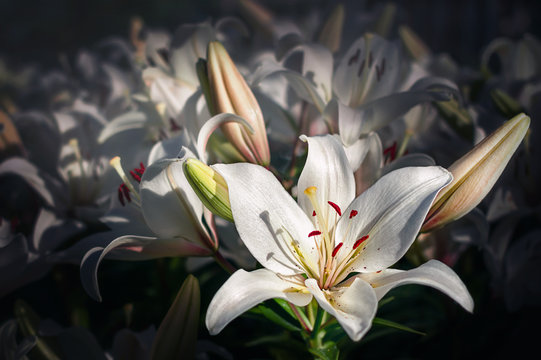 Fototapeta Flower white lily. Beautiful flower background.