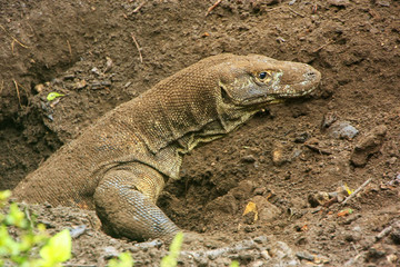 Naklejka premium Komodo dragon digging a hole on Rinca Island in Komodo National