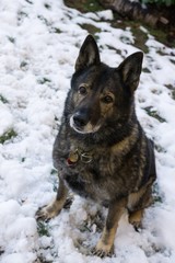 Dog enjoying the snow during winter. Slovakia