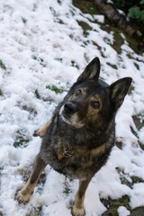 Dog enjoying the snow during winter. Slovakia