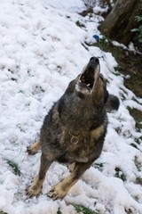 Dog enjoying the snow during winter. Slovakia