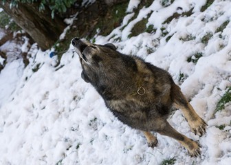 Obraz premium Dog enjoying the snow during winter. Slovakia