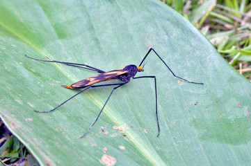 Insect sighted in the Atlantic Rainforest, its natural habitat