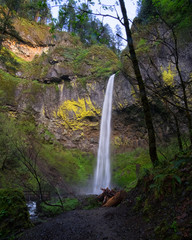 Pacific Northwest Waterfall