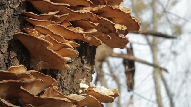 Edible mushroom Laetiporus sulphureus, crab-of-the-woods, sulphur polypore, sulphur shelf, chicken-of-the-woods. Bracket fungus grows on trees. Parasite