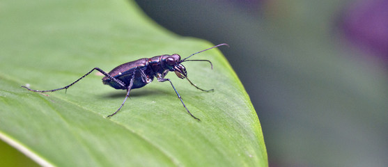 Insect sighted in the Atlantic Rainforest, its natural habitat