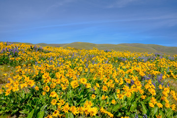 Wildflowers in the Dalles / Columbia Hills