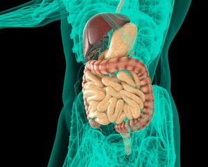 Apparato digerente ricostruzione 3d