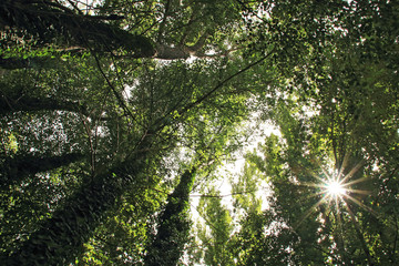 Arboles hacia arriba y sol estrellado