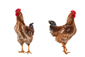 rural rooster isolated on a white background. saved path