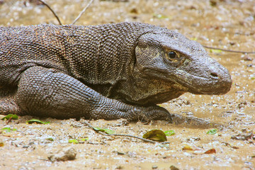 Obraz premium Portrait of Komodo dragon resting on Rinca Island in Komodo Nati