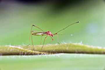 Insect sighted in the Atlantic Rainforest, its natural habitat