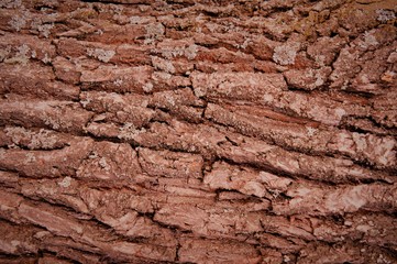 background the bark of a tree structure brown