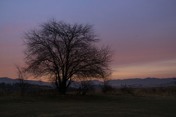 Tree in Sunrise on meadow. Slovakia