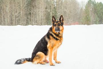 Dog german shepherd in a winter