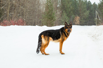 Dog german shepherd in a winter