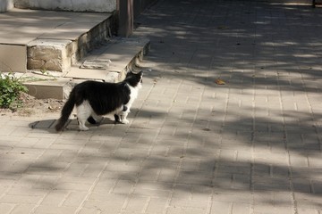 black and white cat