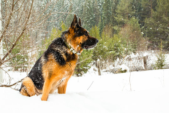 Dog german shepherd in a winter