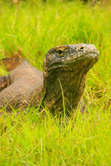 Portrait of Komodo dragon lying in grass on Rinca Island in Komo
