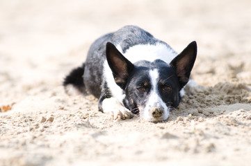 Mixed breed dog portrait