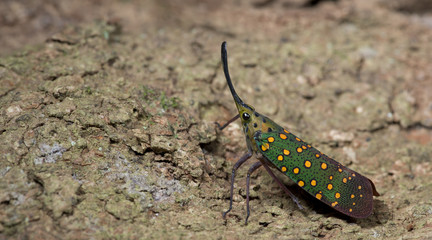 Colorful insect, Cicada or Lanternfly (Saiva gemmata) insect on tree in nature