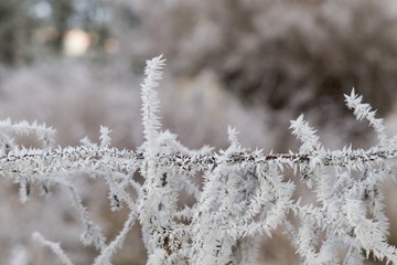Frozen fence and plant covered by snow and ice in winter. Slovakia