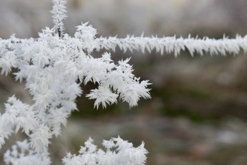 Frozen fence and plant covered by snow and ice in winter. Slovakia