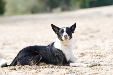 Mixed breed dog portrait